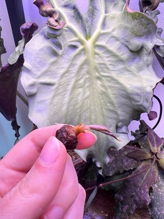 Cormo Alocasia Venom