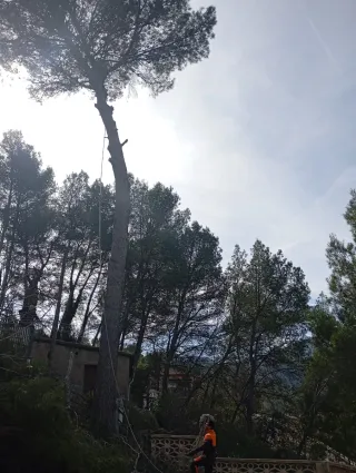 Servicio de tala de árboles