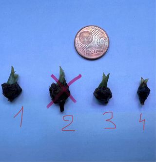 Alocasia Venom Cormo