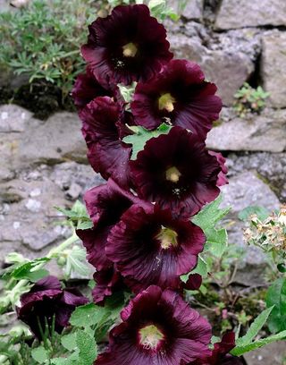 Malva Nigra - Eleganza scura