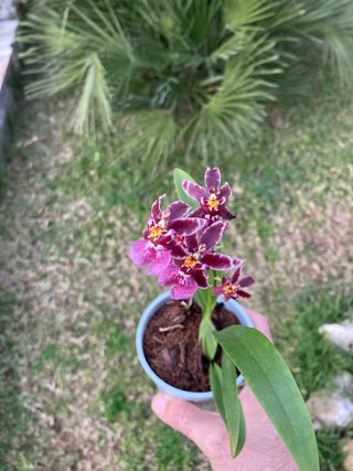 Oncidium Holm's Wizard en flor