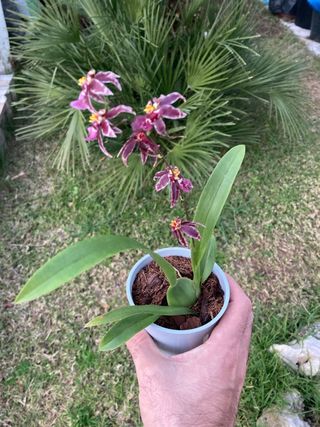 Oncidium Holm's Wizard en flor
