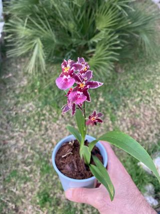 Oncidium Holm's Wizard en flor