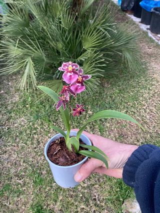 Oncidium Holm's Wizard en flor