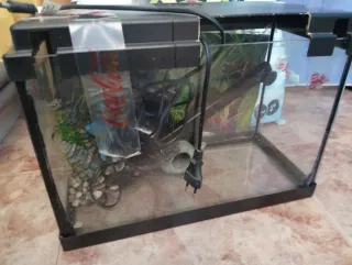 Acuario 24L. Con decoración