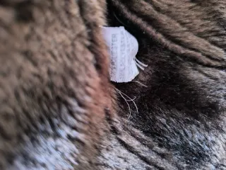 Chaqueta mujer marrón forrada