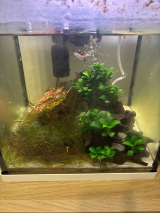 Acuario con plantas y filtro