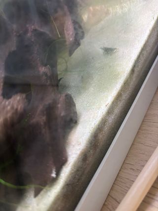 Acuario con plantas y filtro