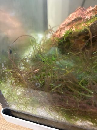 Acuario con plantas y filtro