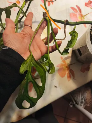 Talea Monstera Adansonii Marble