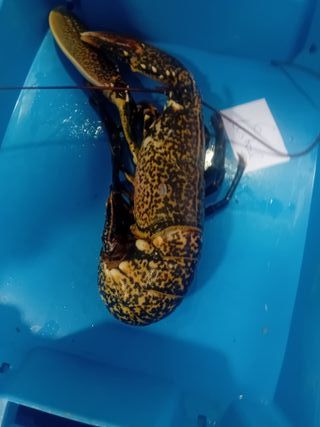 Con furgoneta izotermo