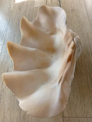 Concha marina grande