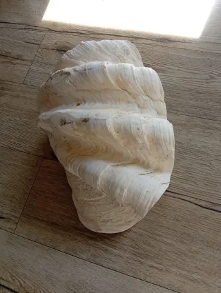 Concha marina grande