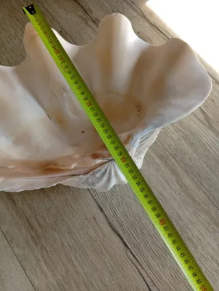 Concha marina grande