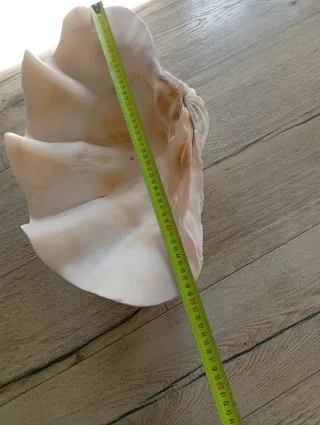 Concha marina grande