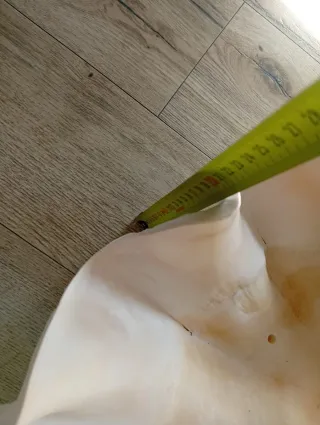 Concha marina grande