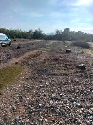 Socas de almendro