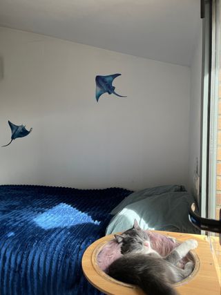 Guardería felina - Yutori cat house