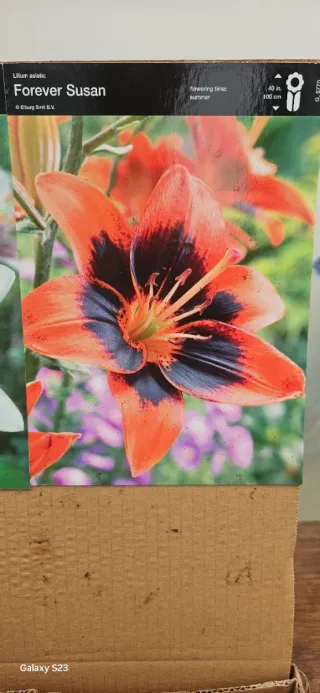 Lilium asiatic Forever Susan