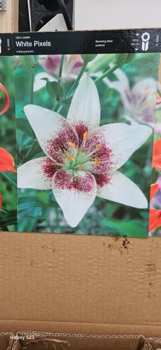 Lilium asiatic 'White Pixels'
