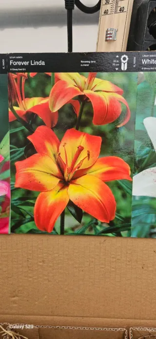 Lilium asiatic Forever Linda