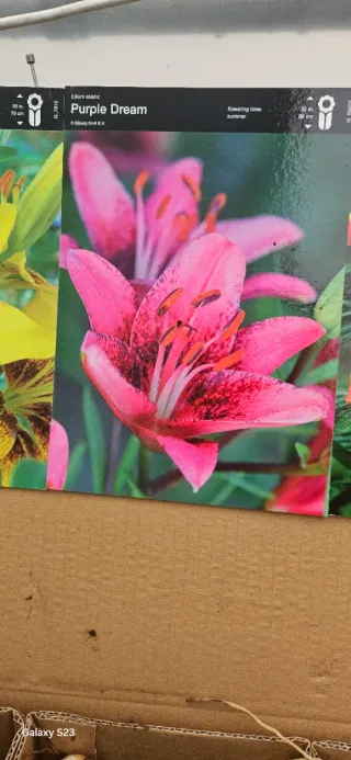 Lilium asiatic Purple Dream