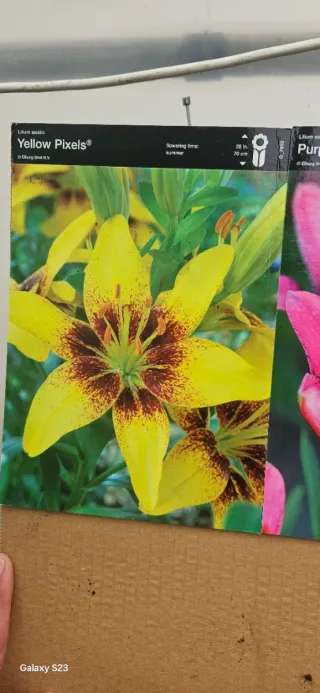 Lilium asiatic Yellow Pixels®