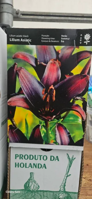 Lilium asiatic black
