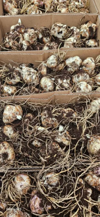 Lilium asiatic black