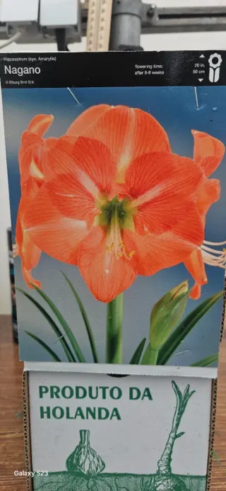 Amaryllis Nagano - Flor Laranja