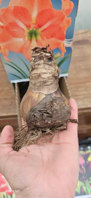 Amaryllis Nagano - Flor Laranja