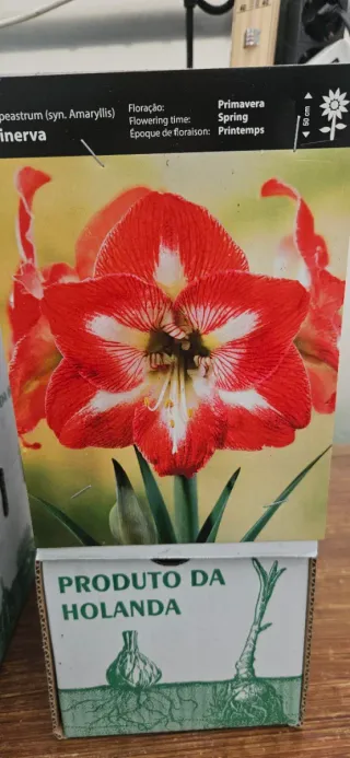Amaryllis Minerva
