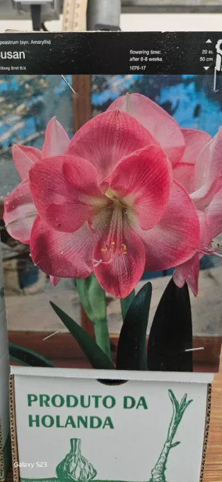 Amaryllis Susan