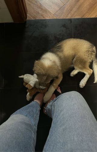 Cuidadora de perros, pasearlos o niñera de peques