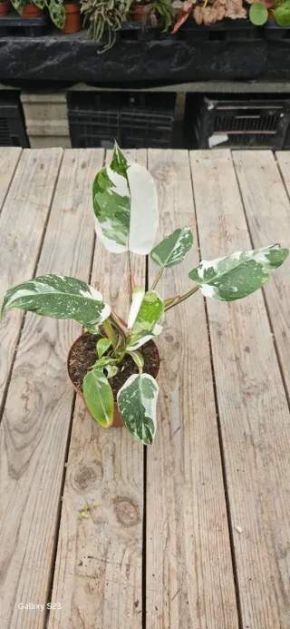 Philodendron white princess