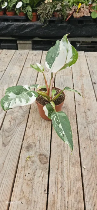 Philodendron white princess