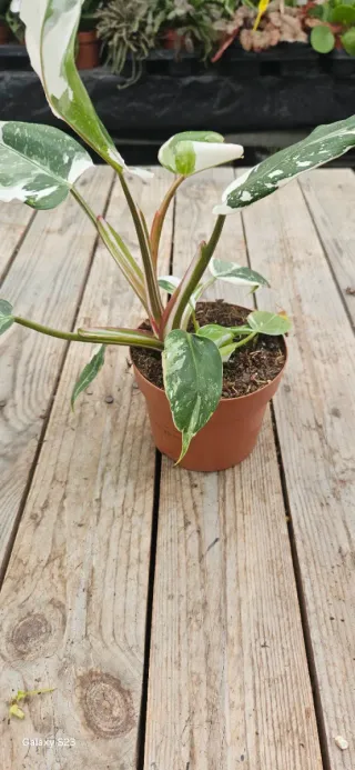 Philodendron white princess