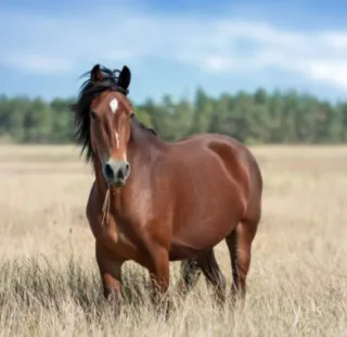 Estiércol de caballo - Gratis