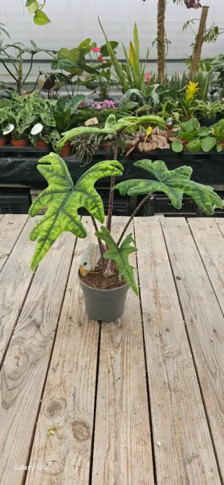 Alocasia Jacklyn