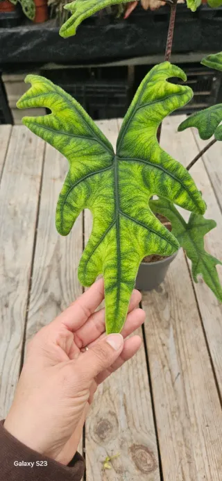 Alocasia Jacklyn