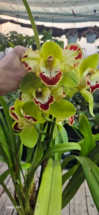 Cymbidium Harlequin (colecção)