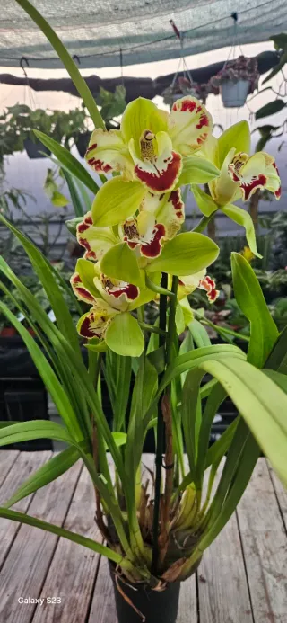 Cymbidium Harlequin (colecção)