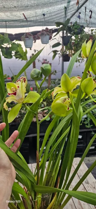 Cymbidium Harlequin (colecção)