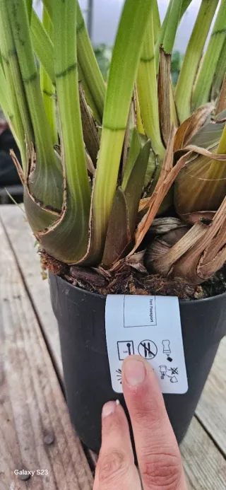 Cymbidium Harlequin (colecção)