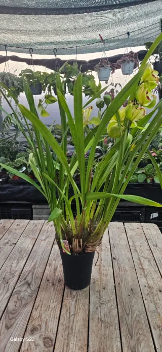 Cymbidium Harlequin (colecção)