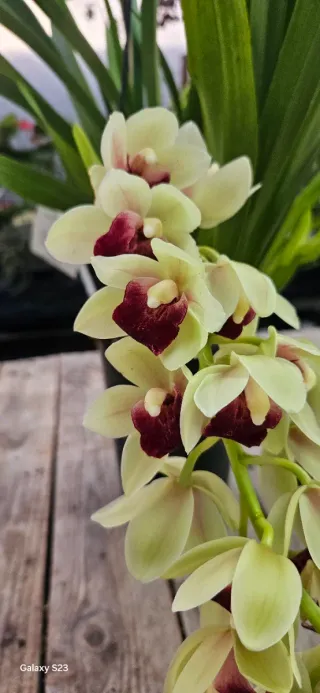 Orquídea Cymbidium Jaina