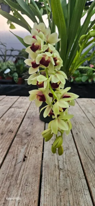 Orquídea Cymbidium Jaina