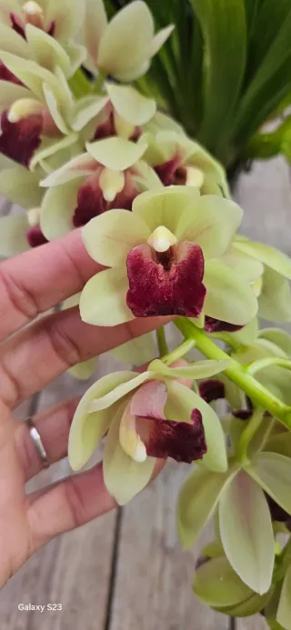 Orquídea Cymbidium Jaina