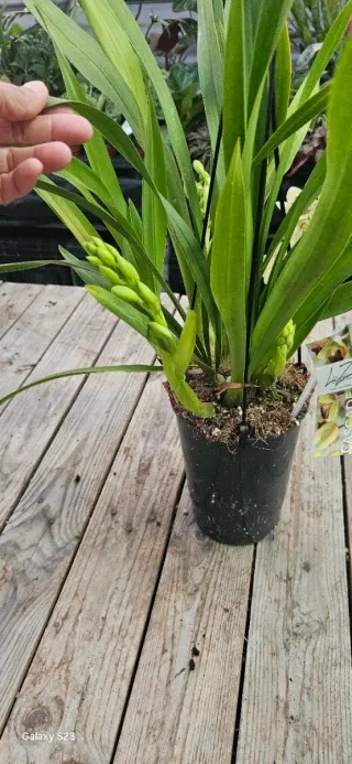 Orquídea Cymbidium Jaina