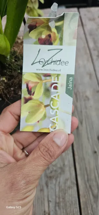 Orquídea Cymbidium Jaina